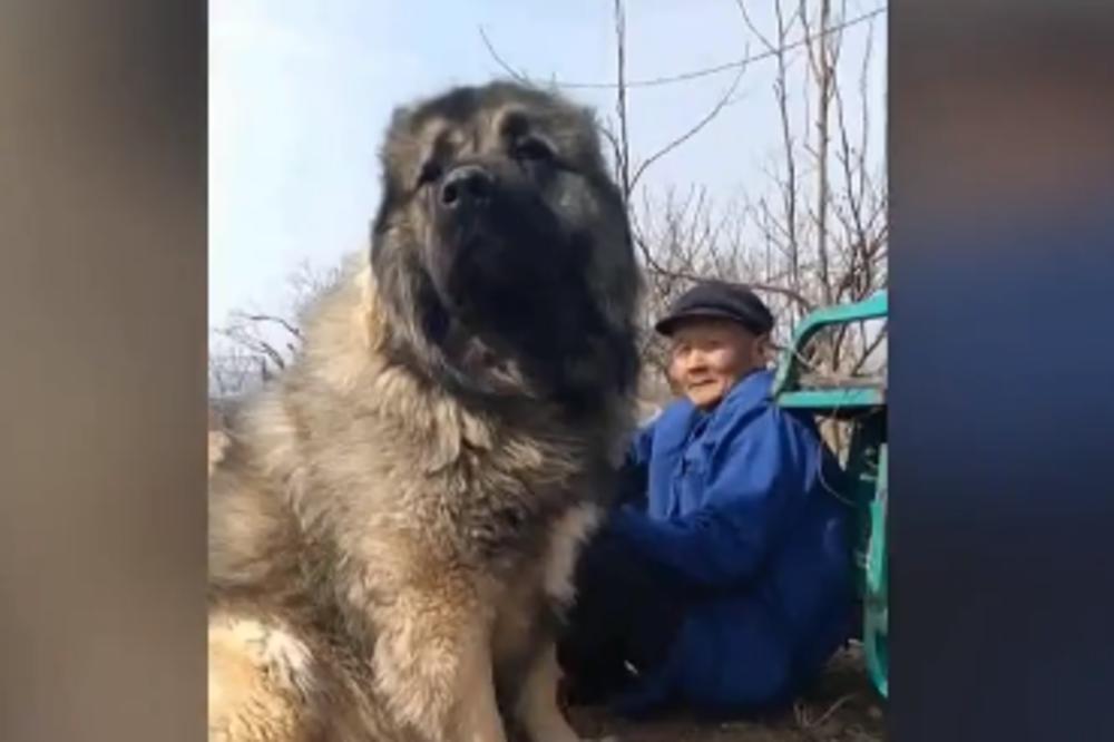 KAKVO ČUDOVIŠTE, DA LI JE OVO NAJVEĆI PAS NA SVETU: Ponosni vlasnik je DVAPUT MANJI! (VIDEO)