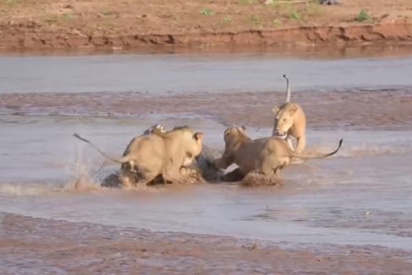 TRI LAVA SU NAPALA KROKODILA: Ovakva bitka na život i smrt DOSAD NIJE VIĐENA! (VIDEO)
