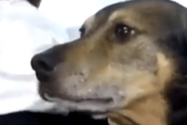 PAS JE PRIMETIO DA BEBA NE DIŠE: Pogledajte šta je uradio kako bi je SPASAO! RODITELJI U ŠOKU! (VIDEO)