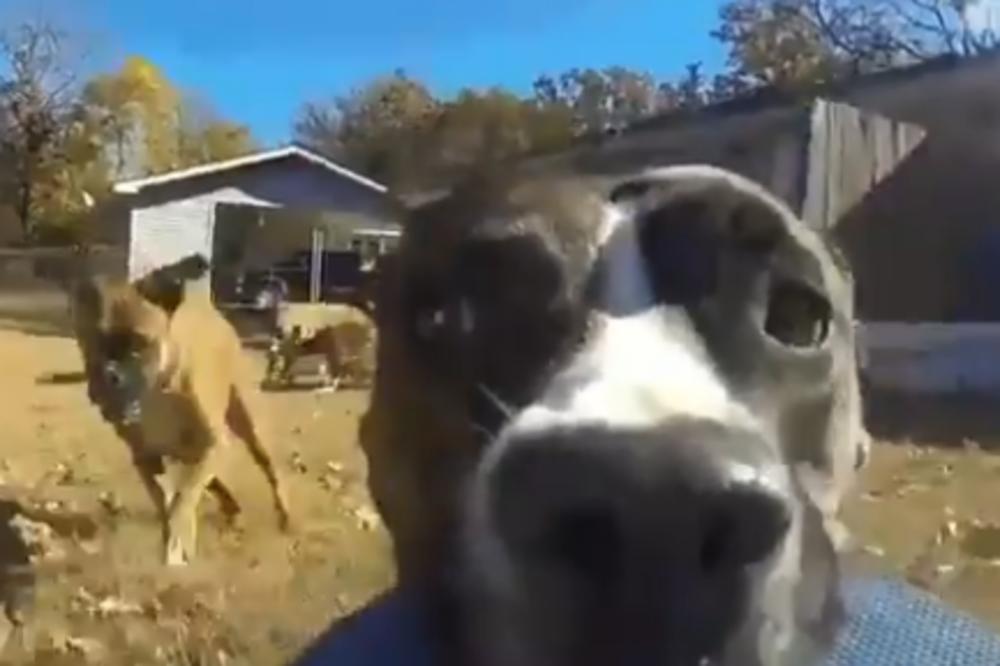 STANI BRE KUCO, JESI LI NORMALAN: Pas ukrao GO PRO od gazde, NASTALA JE OPŠTA JURNJAVA! (VIDEO)
