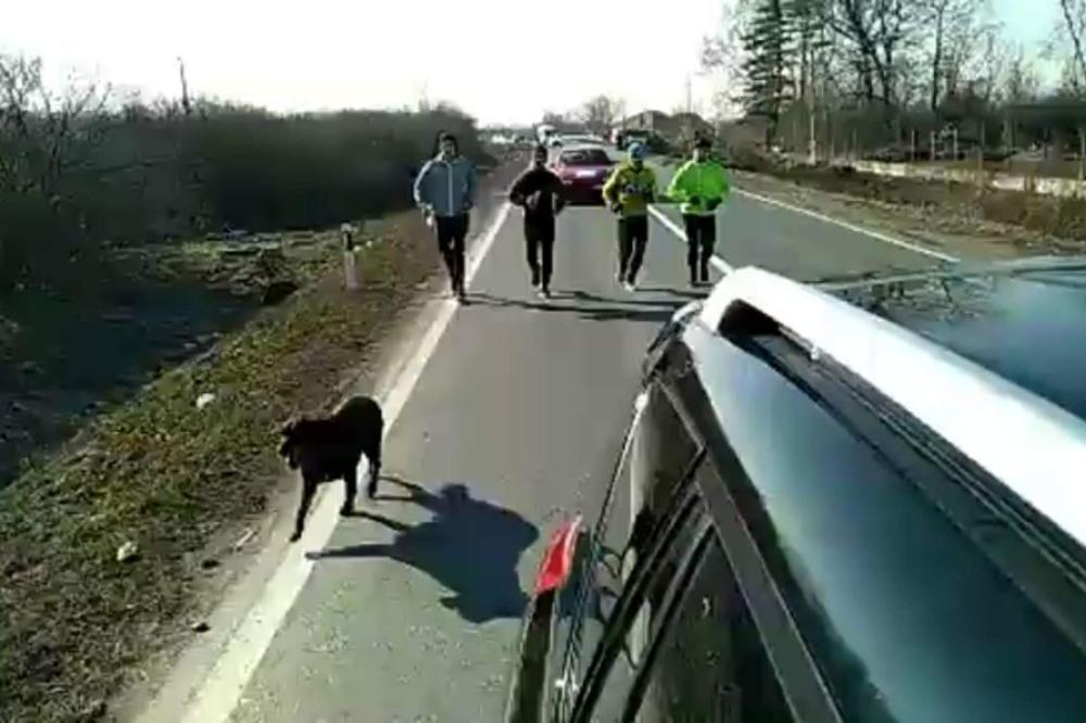 PAS LUTALICA PRETRČAO ULTRAMARATON OD 82 KILOMETRA: Sizif nije odustajao i istrčao je SVOJU TRKU ŽIVOTA (VIDEO)