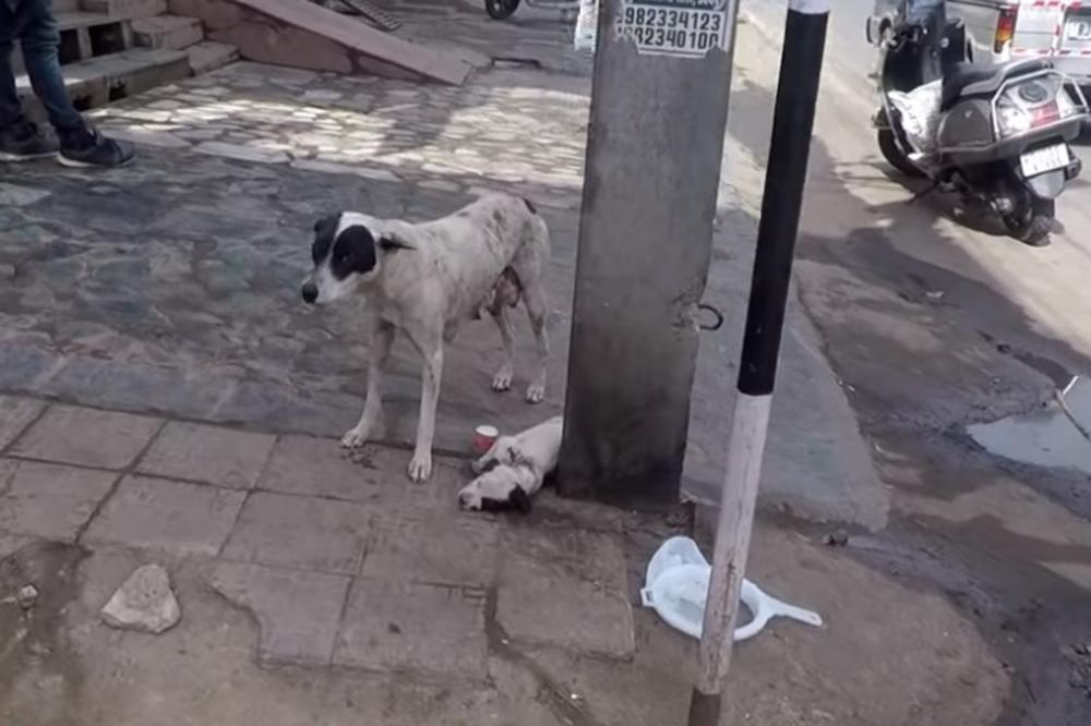MAJKA JE PLAKALA I ZAVIJALA TRAŽEĆI POMOĆ: Štene je povređeno ležalo na trotoaru...  Srce da prepukne (VIDEO)