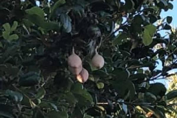 ŠTA TO VISI KOD KOMŠIJE? Na drvetu u njegovom dvorištu ugledala čudan prizor - objašnjenje će vas iznenaditi!