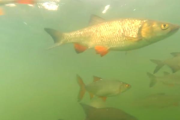 POJAVILI SE RADIOAKTIVNI SOMOVI U ČERNOBILJU: Bizarne GRDOSIJE plivaju u kanalu reaktora! (VIDEO)