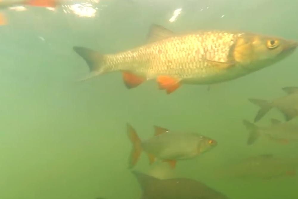 POJAVILI SE RADIOAKTIVNI SOMOVI U ČERNOBILJU: Bizarne GRDOSIJE plivaju u kanalu reaktora! (VIDEO)