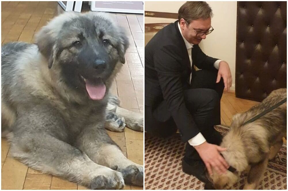 VUČIĆ ZA ROĐENDAN DOBIO PAKA, BRATA ŠARPLANINCA PAŠE KOJI JE POKLONJEN PUTINU: Ali to nije sve (FOTO)