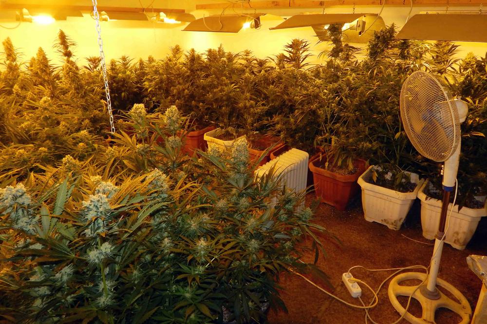 POLICIJA UPALA U CARSTVO MARIHUANE U JAGODINI! Unutra scene KAO IZ SERIJE NARKOS! (VIDEO)