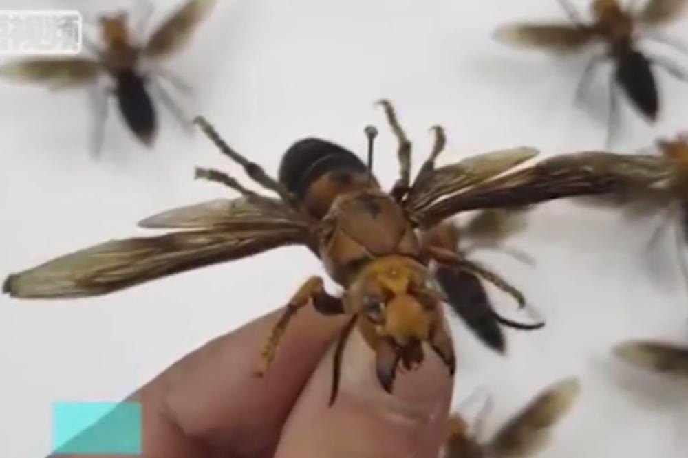 NAUČNICI OTKRILI ČUDOVIŠTE: Bukvalno nisu mogli da veruju šta vide! (VIDEO)