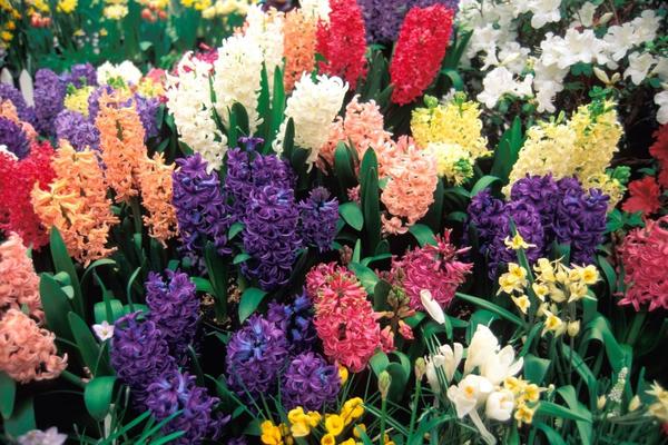 OVO CVEĆE BI TREBALO DA IMA SVAKA KUĆA, DONOSI SREĆU KAO NIŠTA: Pored jega vam ne treba POTKOVICA na zidu