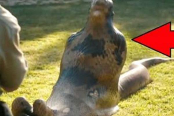 OGROMNA ZMIJA PROGUTALA ČOVEKA: Piton namirisao piletinu, pa POJEO SVOG VLASNIKA! (VIDEO)