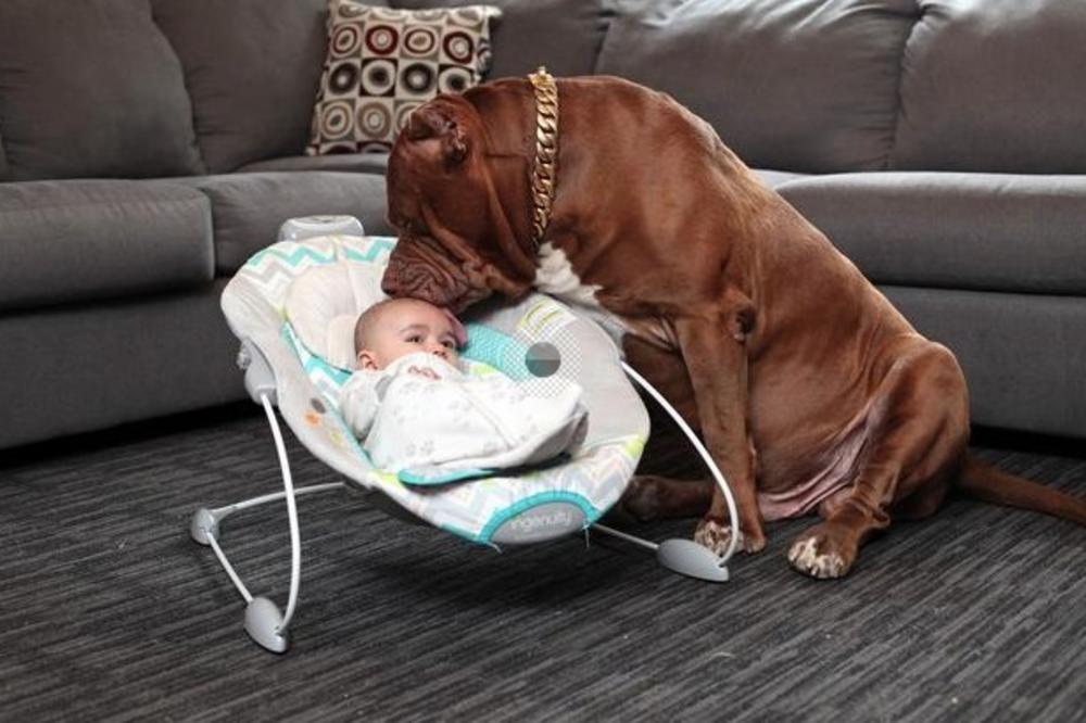 MAJKA JE SAMO NA ČAS OSTAVILA BEBU SAMU SA PITBULOM: Kad se vratila, mogla je samo da zaplače! (VIDEO)