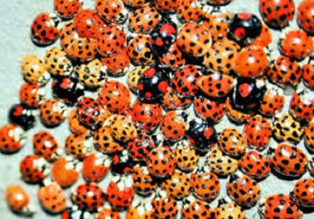 Bubamare u narodnim pričama