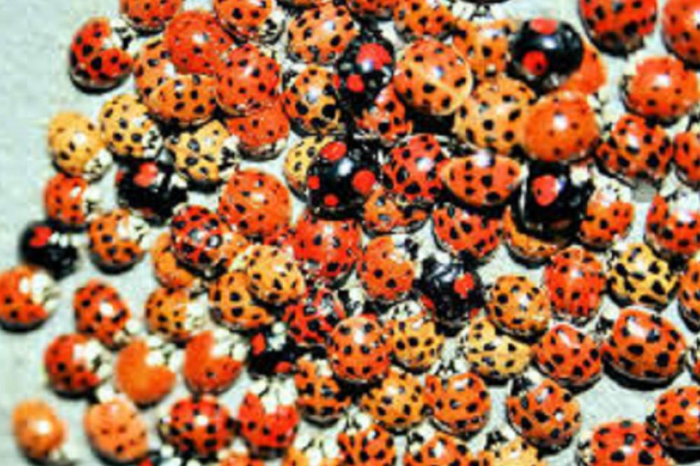 UŠLA VAM JE BUBAMARA U KUĆU: Neće vam biti dobro kad OVO saznate!