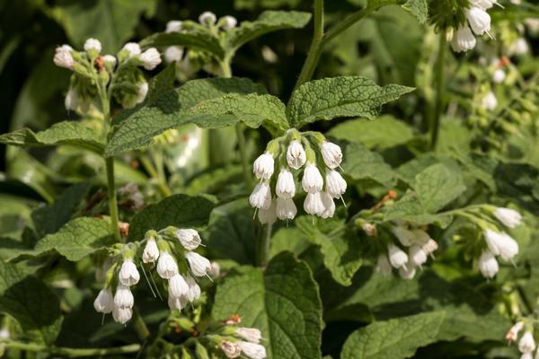 ZOVU JE NAJLEKOVITIJOM TINKTUROM SVETA: Jedna biljka i rakija, lek za sve bolesti! (RECEPT)
