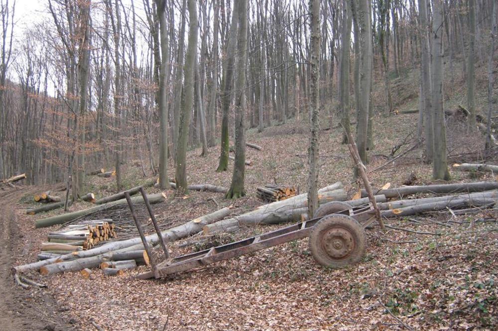 POLICIJA JE DANAS NAHVATALA GRUPU LJUDI NA FRUŠKOJ GORI: Nije realno šta su radili, ZA OVO IDE OZBILJNA KAZNA!