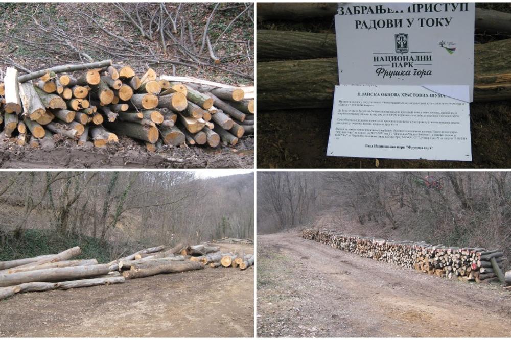 EKOLOŠKA KATASTROFA NA FRUŠKOJ GORI: Zelena patrola i planinari zetekli ekipu koja seče zdravo drveće (VIDEO)