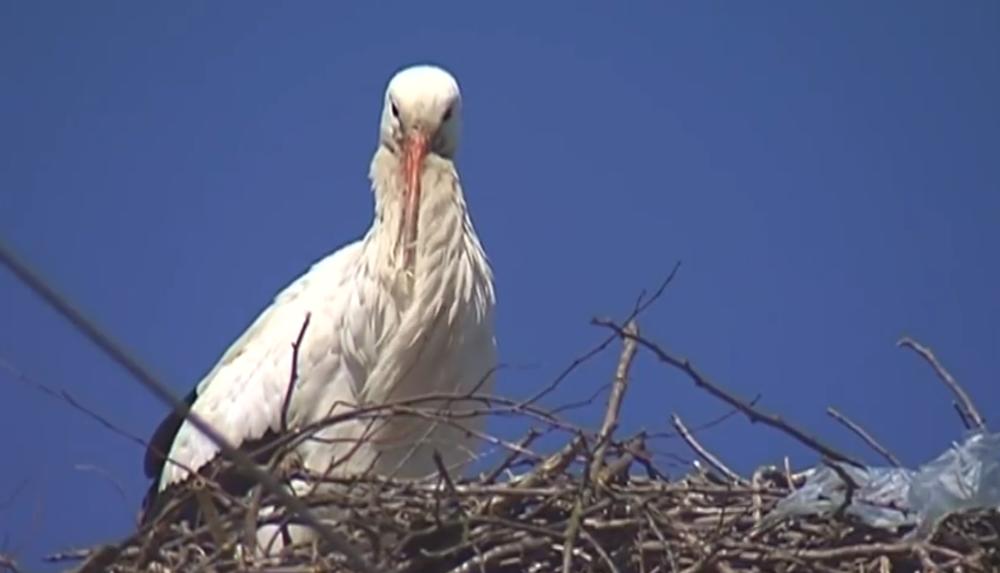 Prvoje prvi stiže u Taraš 
