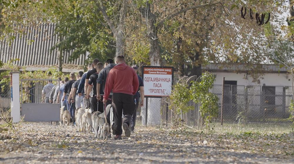 U odgajivačnici pasa  
