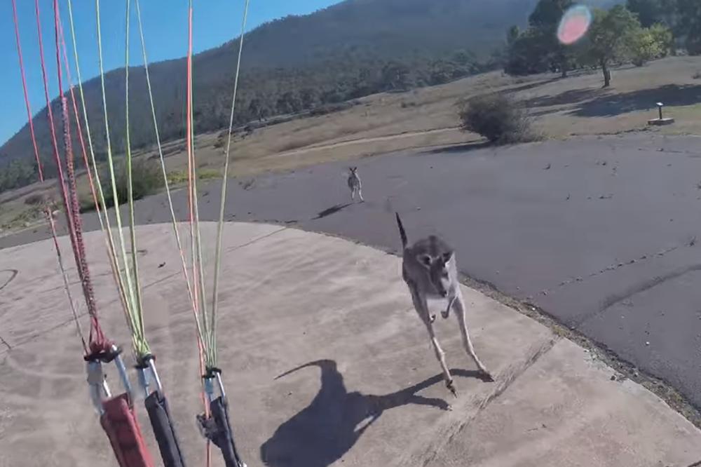 SLETEO SI U POGREŠAN KRAJ! Spustio se padobranom, da bi ga na zemlji sačekao POBESNELI KENGUR (VIDEO)