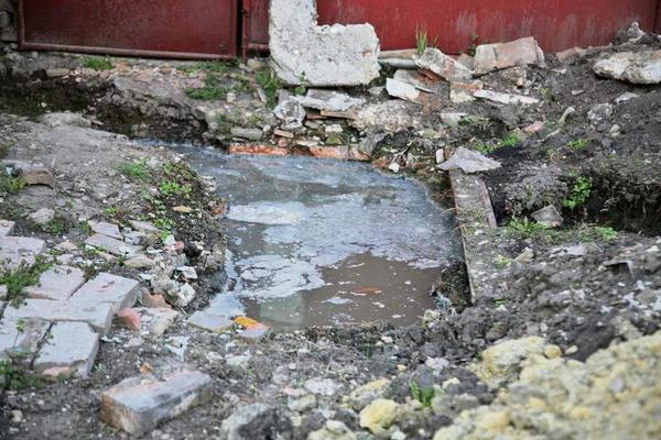 Posadite ovo pored septičke jame i rešićete najveći problem današnjice! Jedna vrsta je bolja i od vodene pumpe