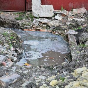 Posadite ovo pored septičke jame i rešićete najveći problem današnjice! Jedna vrsta je bolja i od vodene pumpe