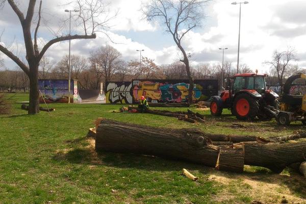 Preduzeće Gradsko zelenilo Beograd: Neko je isekao zdravu brezu visoku 8 metara!