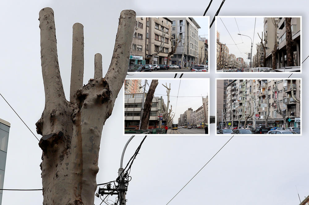 PREREZANI PATRLJCI MOLE ZA ŽIVOT: Stabla posečena i u centru grada, PRIZOR JE PRETUŽAN! (FOTO)