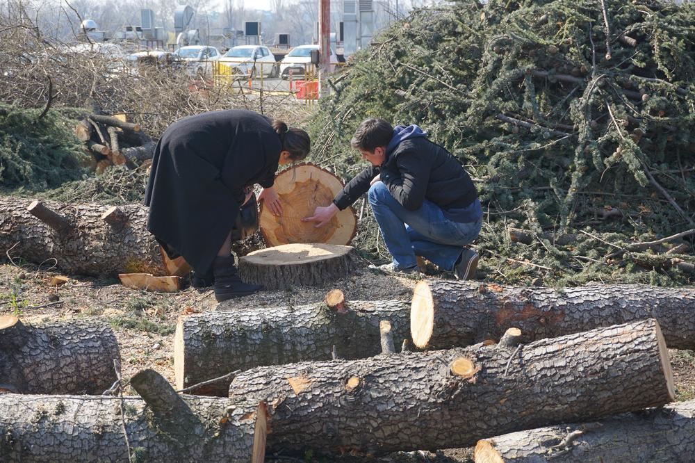 ODOBRILI SEČU STABALA: Vladimir Todorić opleo po opoziciji! DOZVOLILI SU DA SAKATE BEOGRAD!