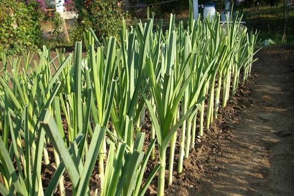 PILA JE OVU TEČNOST KAO VODU: Kad je videla šta joj se desili sa ORGANIZMOM, nije htela da prestane! (RECEPT)