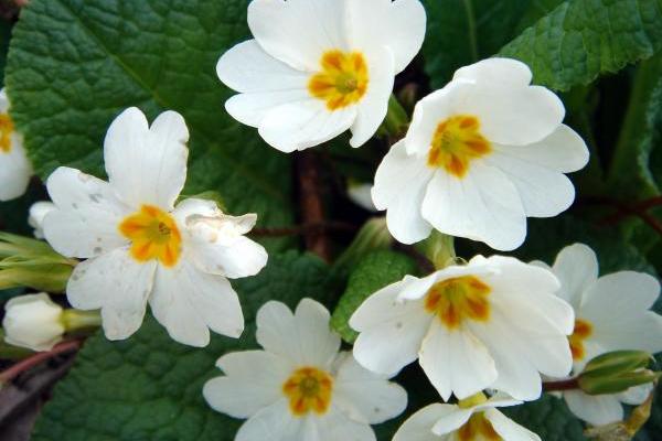 BLAGO IZ DVORIŠTA! OVAJ NARODNI LEK MORATE DA ZNATE: Leči srčane bolesti, čisti pluća i bubrege (RECEPT)