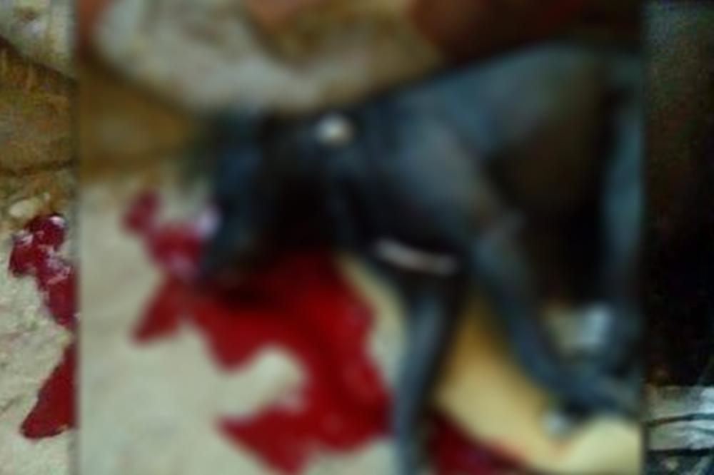 (UZNEMIRUJUĆE FOTOGRAFIJE) Muškarac iz Uzdina BEJZBOL PALICOM TUKAO PSA DO SMRTI!