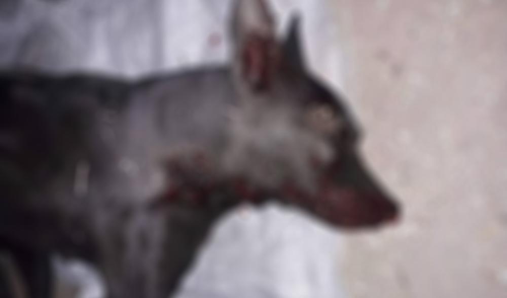 Vlasnički pas je imao osam meseci    