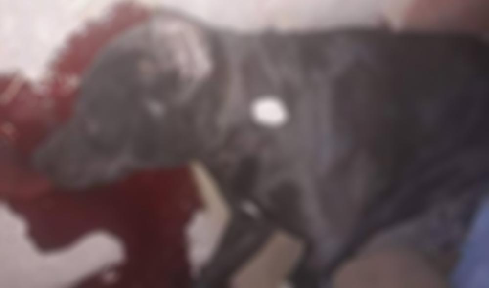 Tukao je psa do smrti  