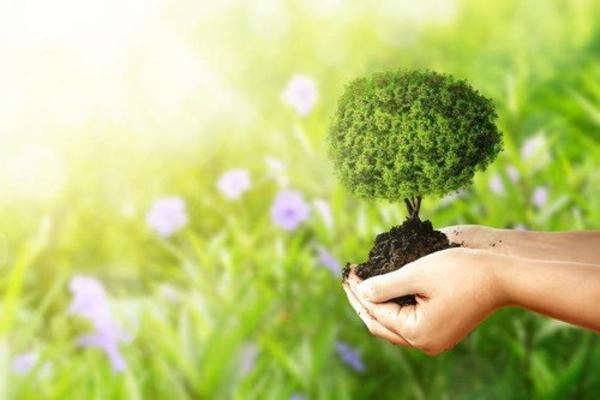 KREĆE NAJNEVEROVATNIJI PROJEKAT: Arapi će zasaditi 10 MILIJARDI STABALA drveća