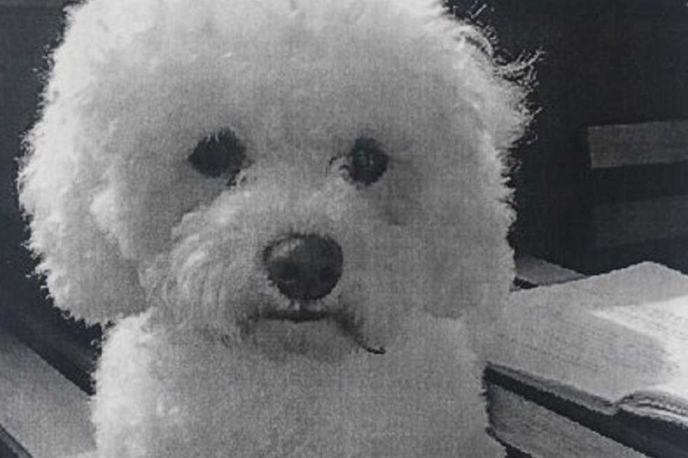 AKO VIDITE MALOG BELOG BIŠONA DOBIĆETE 300 EVRA ISTE SEKUNDE!