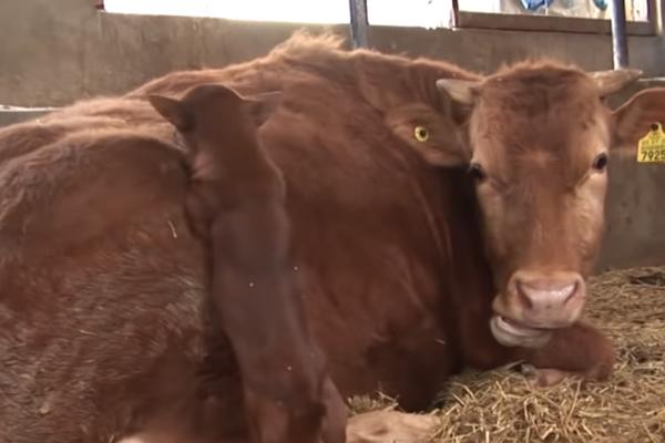 VLADA SRBIJE ODOBRILA 2 MILIONA EVRA: Novac će dobiti UZGAJIVAČI ovog MESA!