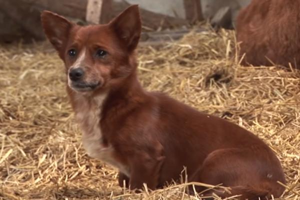 PAS SVAKOG DANA PLAČE ZA KRAVOM KOJA GA JE ODGAJILA: Trenutak kada se ponovo sretnu je nešto najemotivnije! (VIDEO)