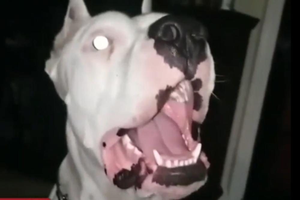 BEBA JE PLAKALA, A PAS JE PROVALIO ZAKLJUČANA VRATA I UGRIZAO JE ZA GLAVU: Horor u Hrvatskoj, dete se bori za život