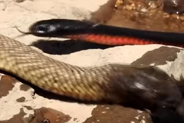 MUŠKARAC ŠETAO IMANJEM I UMALO PAO U NESVEST ZBOG PRIZORA! Snimio je scenu od koje prolazi jeza! (VIDEO)