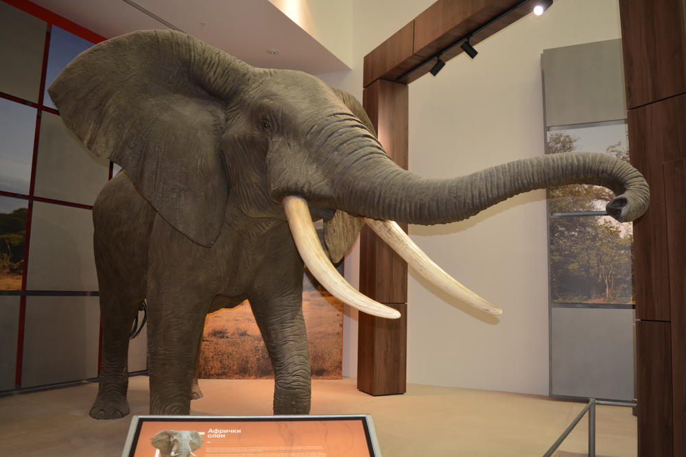 MINISTAR NENAD POPOVIĆ U POSETI OPŠTINI SVILAJNAC: S predsednikom opštine otvara izložbu "Životinje Afrike"