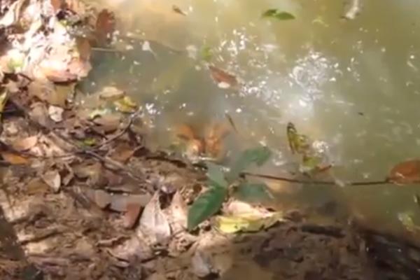 IZAZVAO JE OGROMNU ANAKONDU, PA JE PROVOCIRAO ŠTAPOM: Ono što se desilo na 00:29 sekundi PAMTIĆE DOK JE ŽIV (VIDEO)