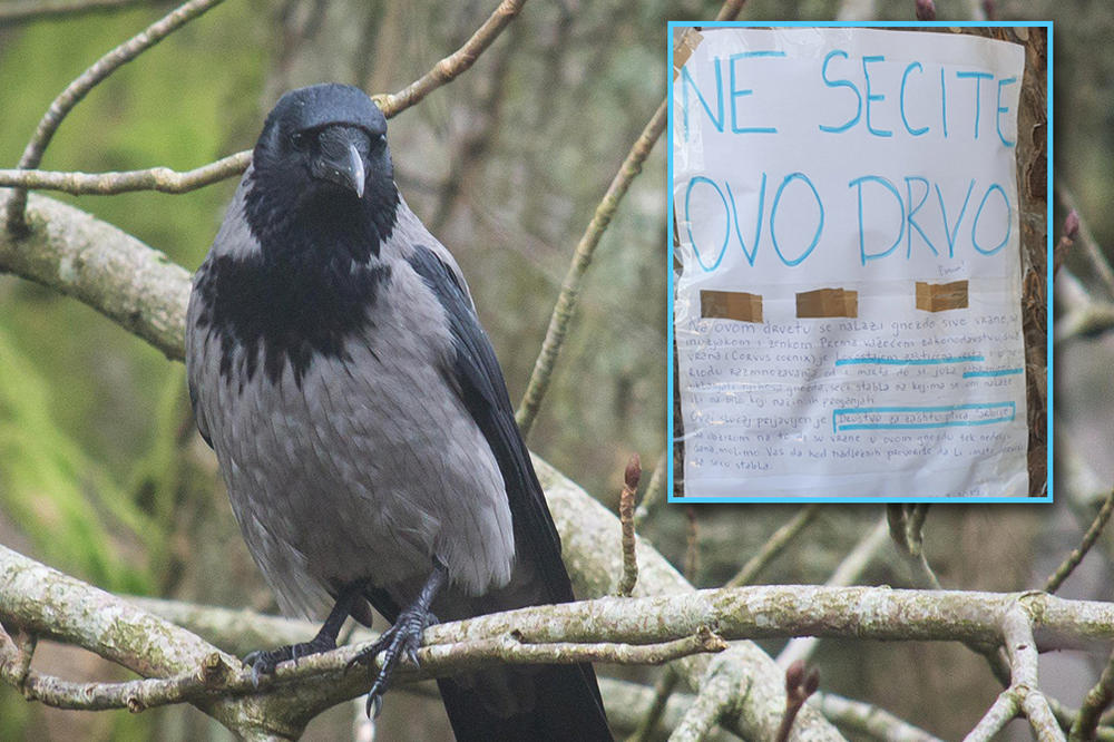 NE SECITE OVO DRVO ZBOG NJIH! U pitanju je zaštićena vrsta ptica, I OSTAĆE BEZ DOMA! (FOTO)