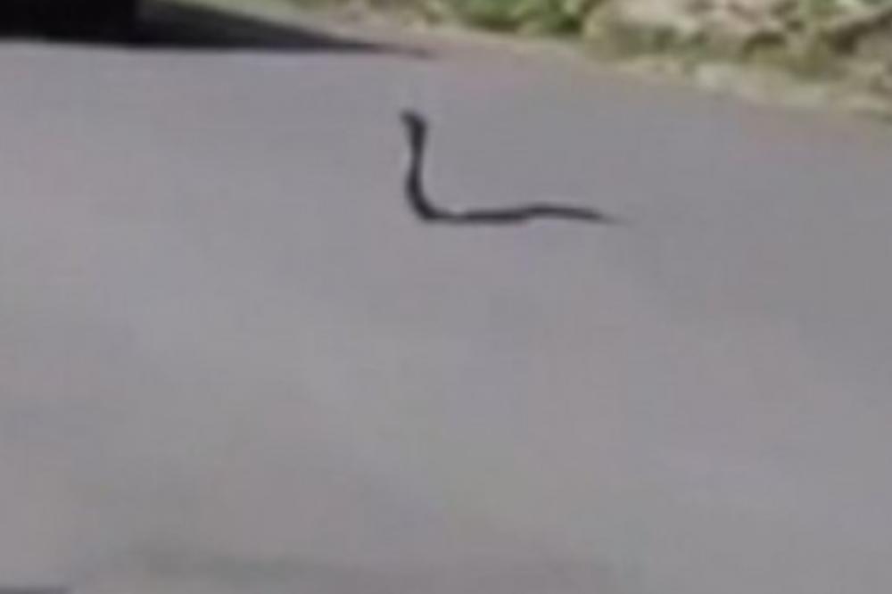 KOBRA SE ODJEDNOM STVORILA NASRED PUTA: Automobili odmah ukočili, a onda se desilo NEŠTO NEVEROVATNO! (VIDEO)