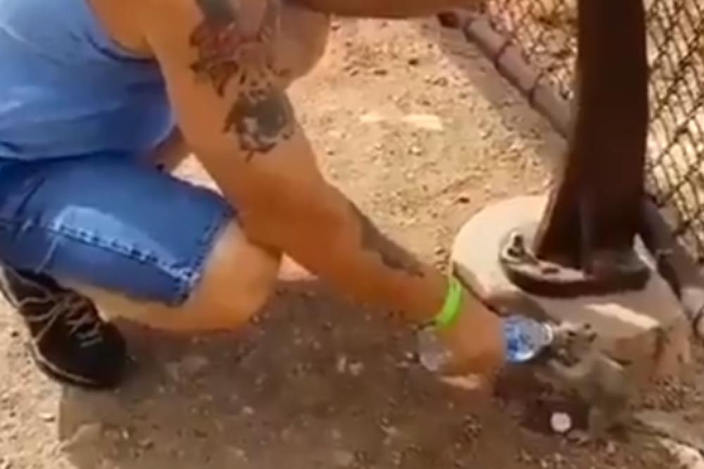 VIDEO KOJI JE RAZNEŽIO SVET: Pogledajte kako je čovek spasio ŽEDNU VEVERICU (VIDEO)