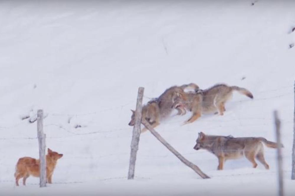 TRI VUKA NAPALA MLADOG PSA: Spasao se sigurne smrti u poslednji čas na MAESTRALAN NAČIN! (VIDEO)