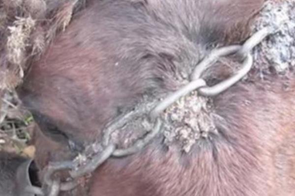 OVAJ KONJ JE GODINAMA BIO VEZAN, A ONDA JE OSLOBOĐEN! Pogledajte njegovu LUDAČKU REAKCIJU (VIDEO)