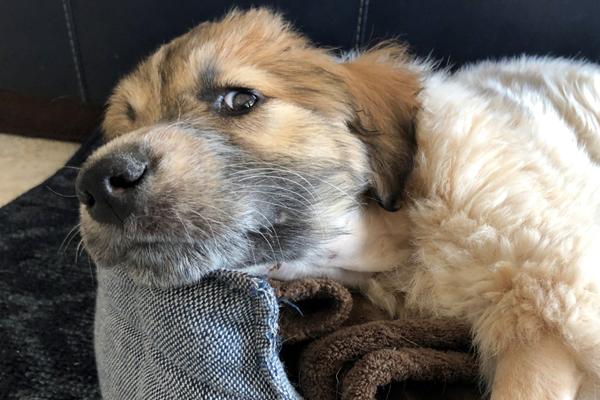 KOLIKO ŠTENCI TREBA DA SPAVAJU! Ovo je dovoljna satnica za jedan dan