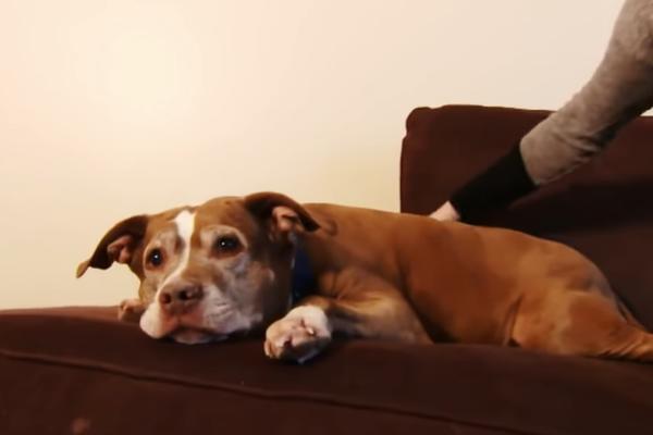 POLICIJA JE JAVILA DA SE PAS ČUDNO PONAŠA, a kada se vlasnica vratila kući, shvatila je da joj je to SPASILO ŽIVOT!