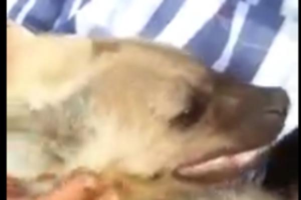 ŠTA RADIŠ TO BRE??? Bukvalno nećete verovacti šta ovaj tip drži kao KUĆNOG LJUBIMCA! (VIDEO)