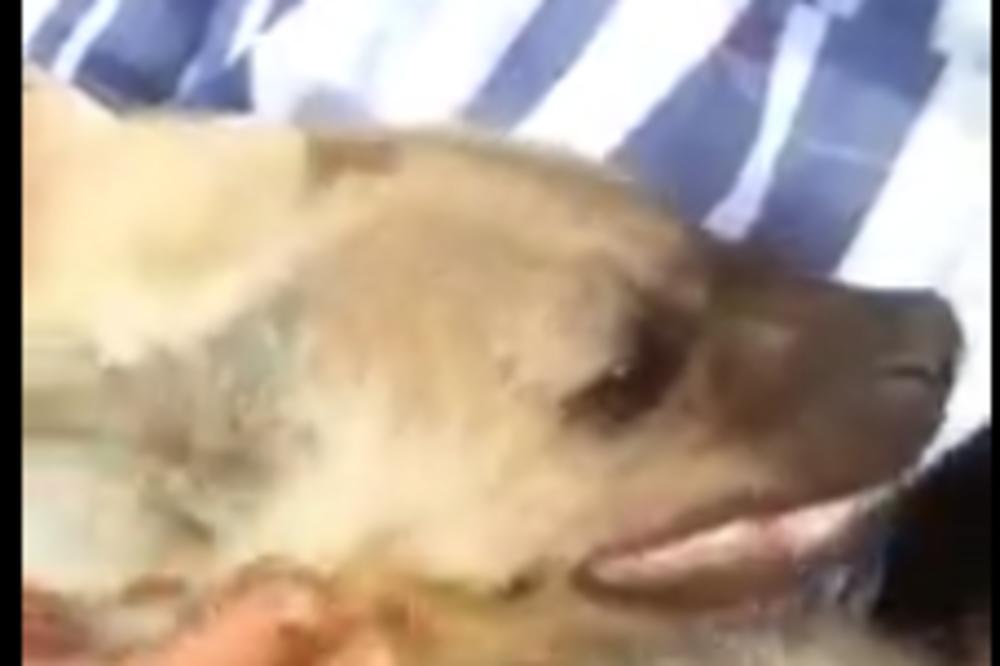 ŠTA RADIŠ TO BRE??? Bukvalno nećete verovacti šta ovaj tip drži kao KUĆNOG LJUBIMCA! (VIDEO)